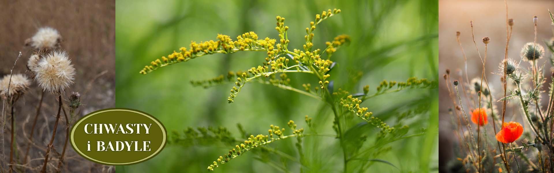 Bylica Chwasty i Badyle Bylica Chwasty i Badyle